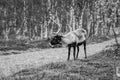 Reindeer in the forest, Lapland, Finland Royalty Free Stock Photo