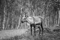 Reindeer in the forest, Lapland, Finland Royalty Free Stock Photo