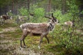 A reindeer in the forest, Lappland,Finland