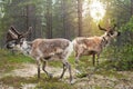 A reindeer in the forest, Lappland,Finland