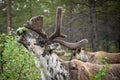 A reindeer in the forest, Lappland,Finland