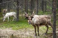 A reindeer in the forest, Lappland,Finland