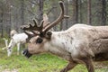 A reindeer in the forest, Lappland,Finland