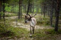 A reindeer in the forest, Lappland,Finland