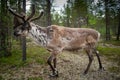 A reindeer in the forest, Lappland,Finland