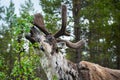 A reindeer in the forest, Lappland,Finland