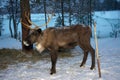 Reindeer in the forest during the polar night Royalty Free Stock Photo
