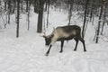 Reindeer in the forest. Russia