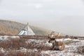 Reindeer in front of a yurt in a snow storm.