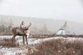 Reindeer in front of a yurt in a snow storm.