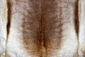 Reindeer fur texture Royalty Free Stock Photo