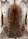 Reindeer fur texture Royalty Free Stock Photo