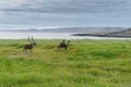 Reindeer graze on the coast of the Barents Sea, Varanger Peninsula, Finnmark, Norway Royalty Free Stock Photo