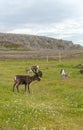 Reindeer graze on the coast of the Barents Sea, Varanger Peninsula, Finnmark, Norway Royalty Free Stock Photo