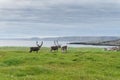 Reindeer graze on the coast of the Barents Sea, Varanger Peninsula, Finnmark, Norway Royalty Free Stock Photo