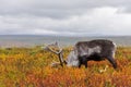 Reindeer grazes in the polar tundra.