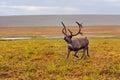 Reindeer grazes in the polar tundra.