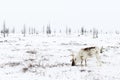 Reindeer grazes in the tundra nearby of polar circle at a frosty winter day.