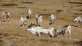 Reindeer grazing in the east fjords of Iceland