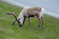 Reindeer grazing and feeding on green grass Royalty Free Stock Photo