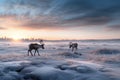 reindeer grazing on frozen tundra landscape Royalty Free Stock Photo