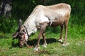 Reindeer grazing the meadows Royalty Free Stock Photo