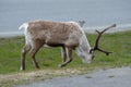 Reindeer grazing on road side Royalty Free Stock Photo