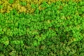 Reindeer green moss texture for decoration, creative background. Royalty Free Stock Photo