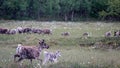 Reindeer herd near Messingen in Sweden Royalty Free Stock Photo