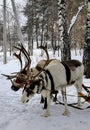 Reindeer in harness are standing in the winter forest