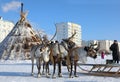 Reindeer in harness in winter in northern Siberia