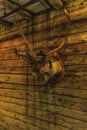 Reindeer head with antlers, Bryggen, Norway