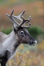 Reindeer head portrait in autumn