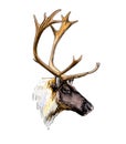 ReinDeer head portrait from a splash of watercolor, colored drawing, realistic Royalty Free Stock Photo