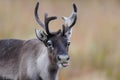 Reindeer head portrait, flatruet, sweden