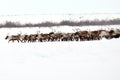 Reindeer Herd