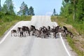 Reindeer herd crossing country road in Lapland