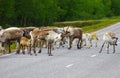 Reindeer herd feeding side of the road Royalty Free Stock Photo