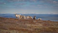 Reindeer herd grazing on a mountainside in Swedish Lapland with beautiful vista in the background and a curious calf looking