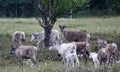 Reindeer herd near Messingen in Sweden