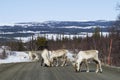 Reindeer herd on the road Sweden Royalty Free Stock Photo