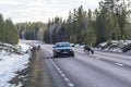 Reindeer herd on the road Sweden