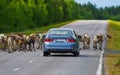 Reindeer herd is stopping the car