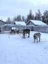 Reindeer herd on sunny winter day, Lapland, Northern Finland, Lapinkyla resort, traditionally tourism, ride safari with snow Royalty Free Stock Photo