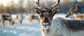 Reindeer herd in Sweden\'s Lapland: A Detailed View. Concept Nature, Animals, Reindeer, Sweden, Royalty Free Stock Photo