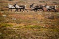 Reindeer herd on Swedish tundra
