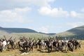 Reindeer herd of Tsaatan people in northern Mongolia Royalty Free Stock Photo