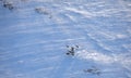 Reindeer herd in winter tundra Royalty Free Stock Photo