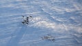 Reindeer herd in winter tundra Royalty Free Stock Photo