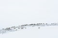 Reindeer herd wintertime Sweden Royalty Free Stock Photo